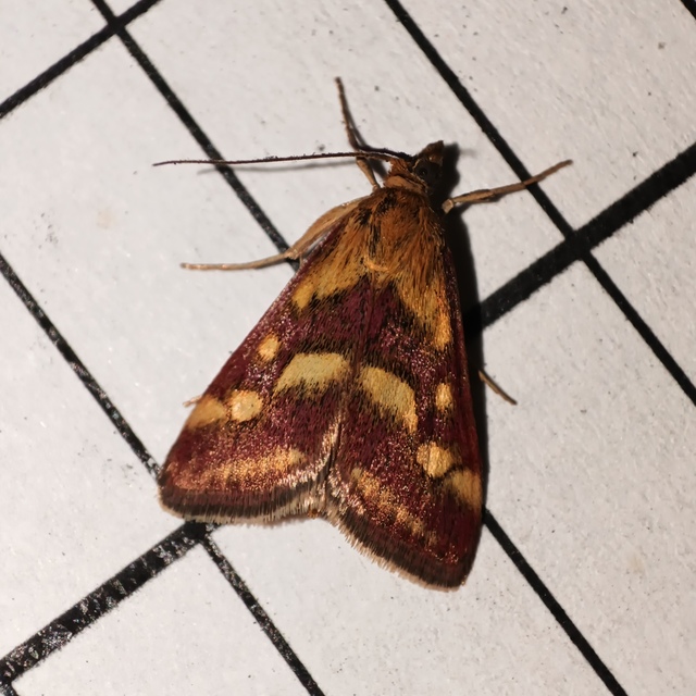 Pyrausta purpuralis - közönséges bíbormoly