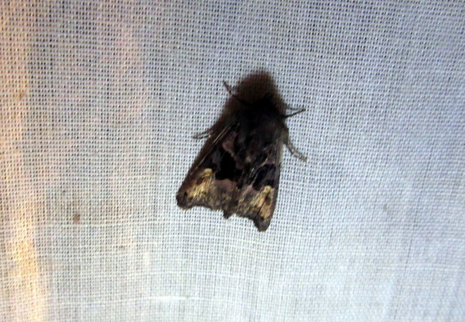 Euplexia lucipara - szeder-csipkésbagoly