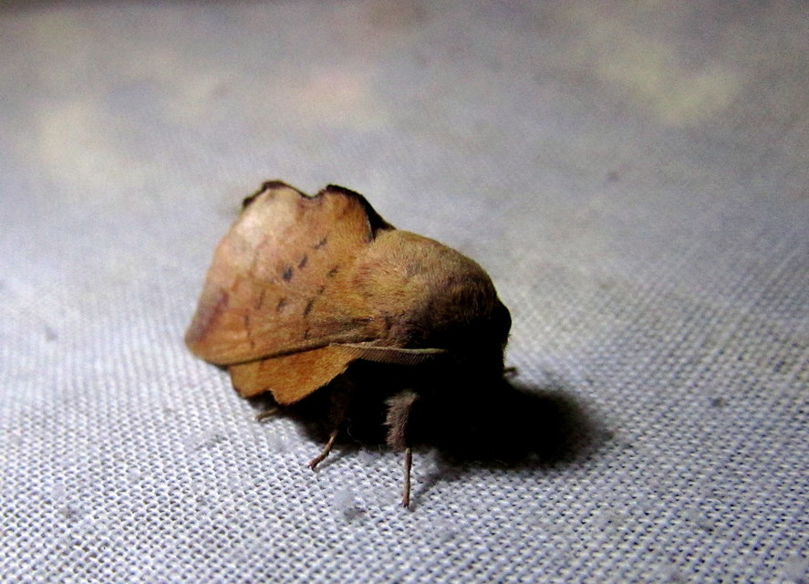 Phyllodesma tremulifolia - nyárlevélpohók