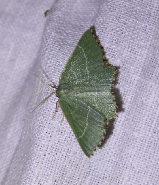 Thalera fimbrialis - csipkésszélű zöldaraszoló