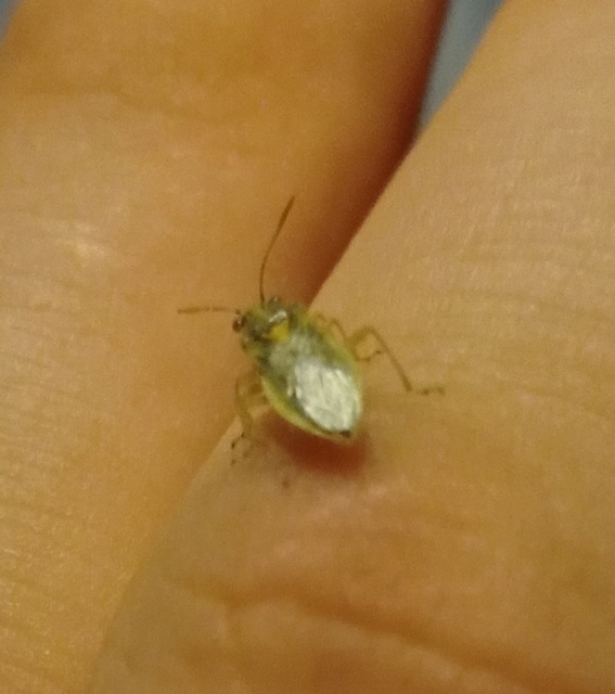 Brachycarenus tigrinus - rövidfejű üvegszárnyú-poloska