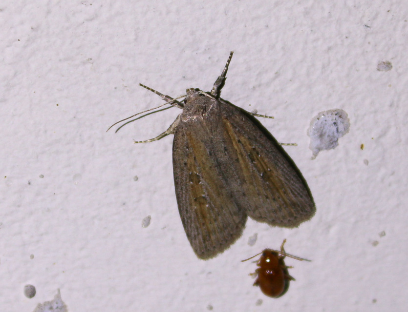 Chilodes maritima - négyfoltos nádibagoly
