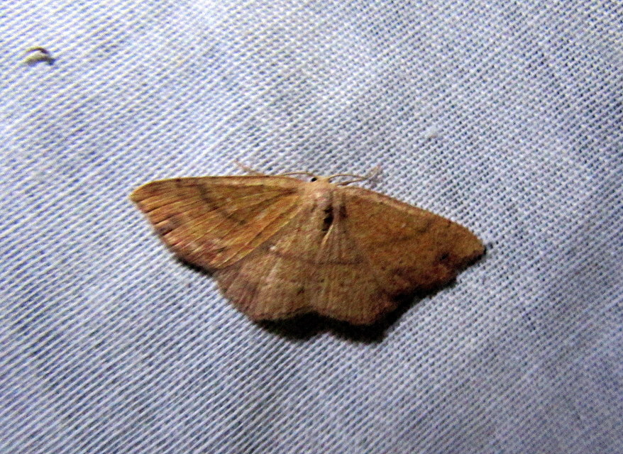 Cyclophora ruficiliaria - vörösrojtú pettyesaraszoló