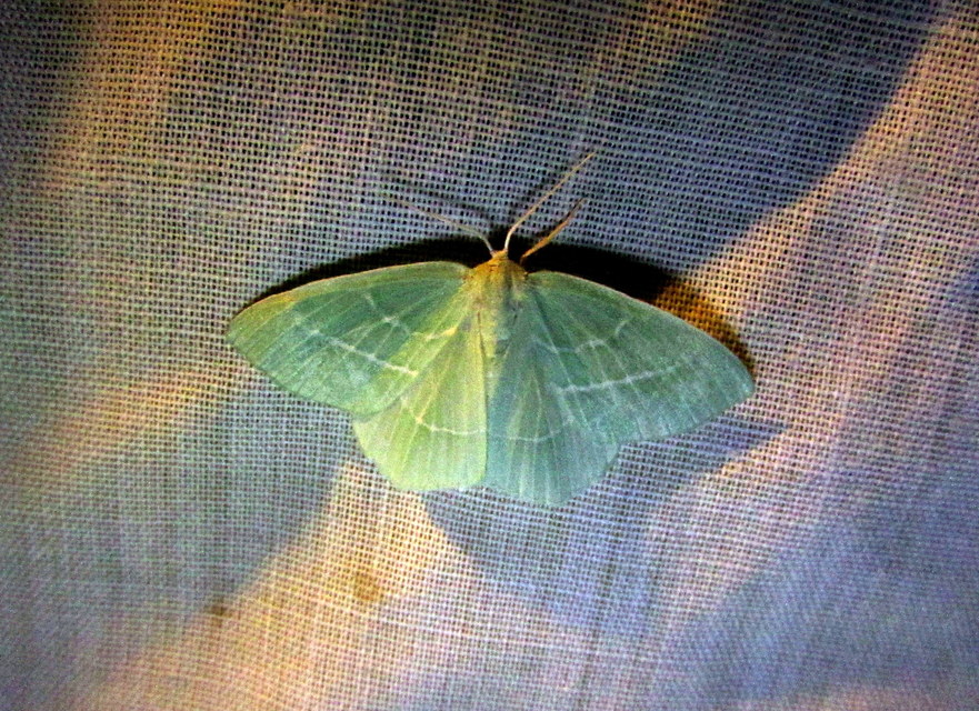 Hemistola chrysoprasaria - kékes zöldaraszoló