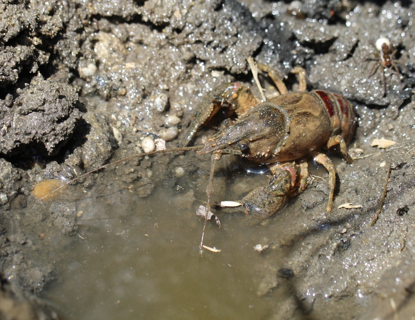 Orconectes limosus - cifrarák