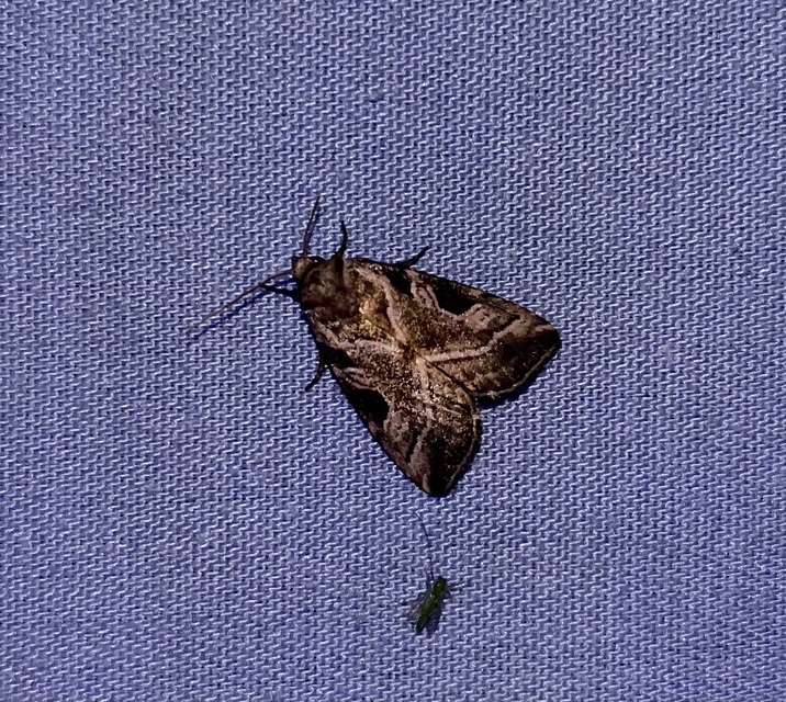 Eucarta virgo - mocsári ametisztbagoly
