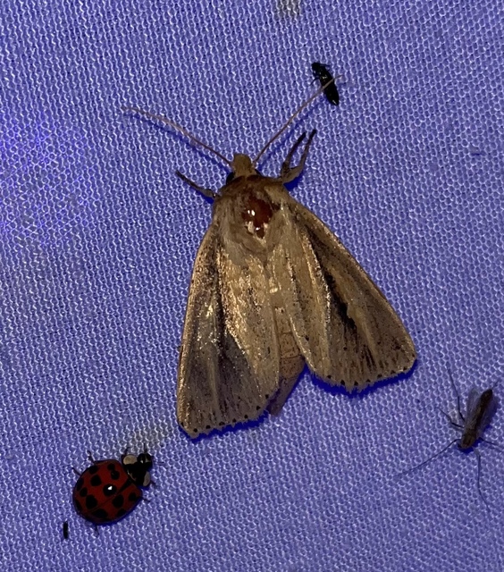 Globia sparganii - nagy nádibagoly