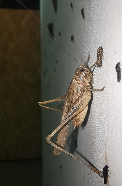 Platycleis grisea - szürke rétiszöcske