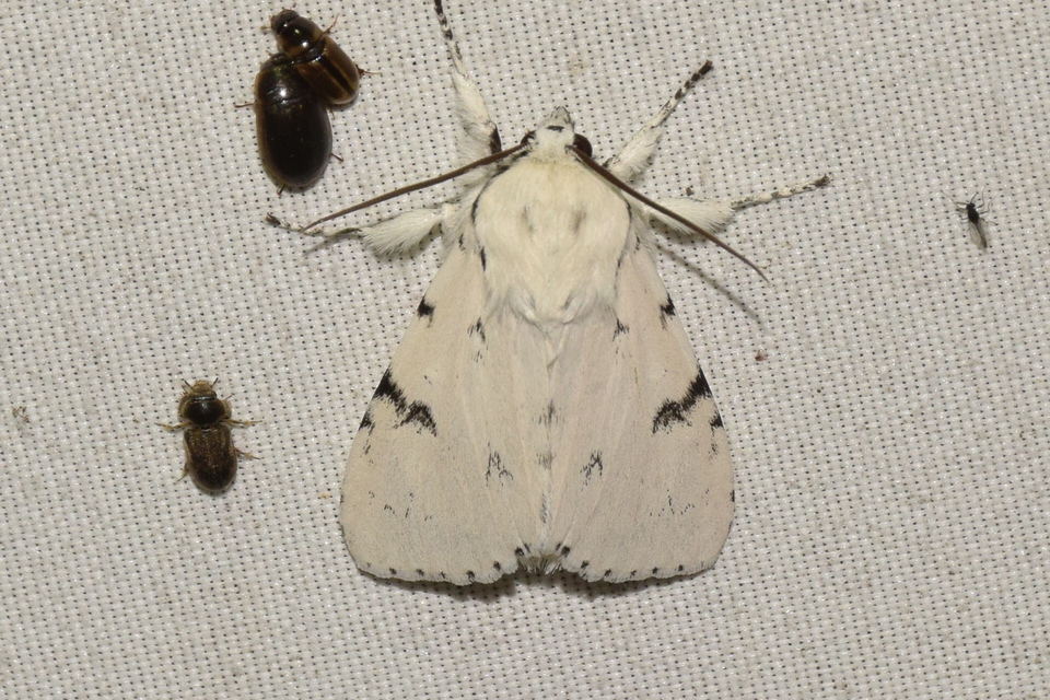 Acronicta leporina - fehér szigonyosbagoly