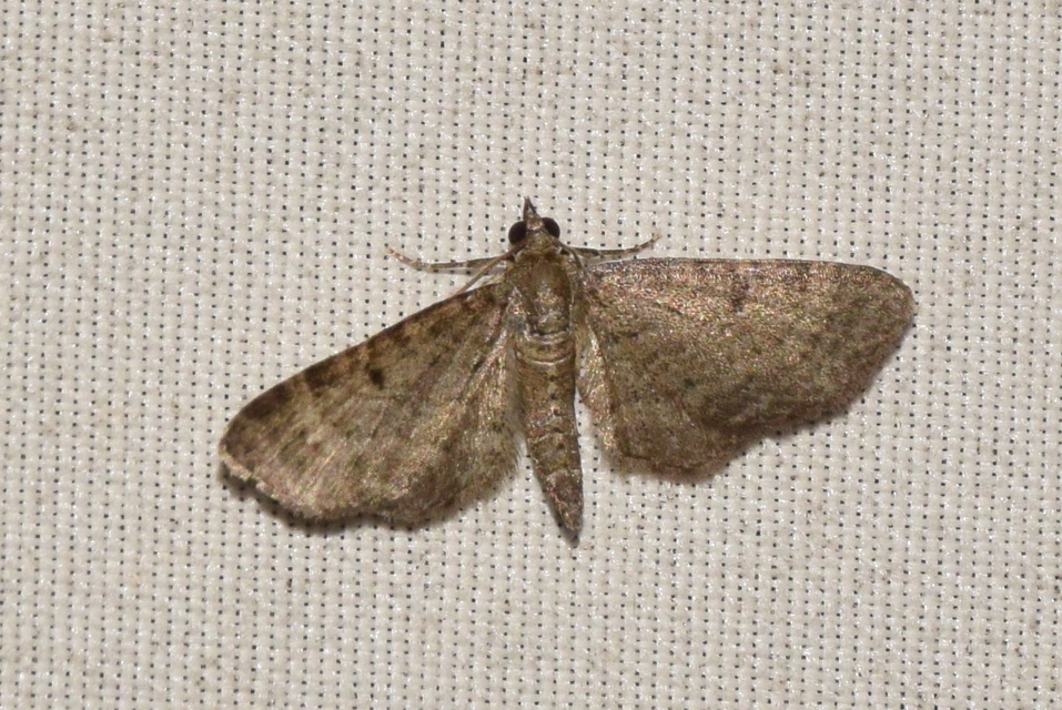Eupithecia selinata - lápi törpearaszoló
