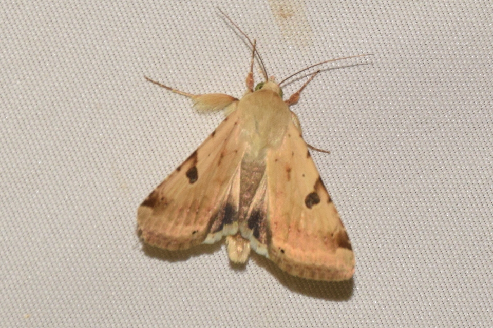 Heliothis peltigera - nagy veteménybagoly