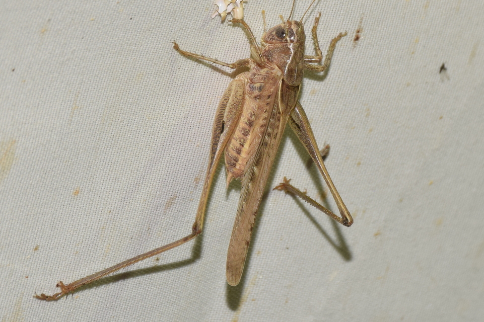 Platycleis grisea - szürke rétiszöcske