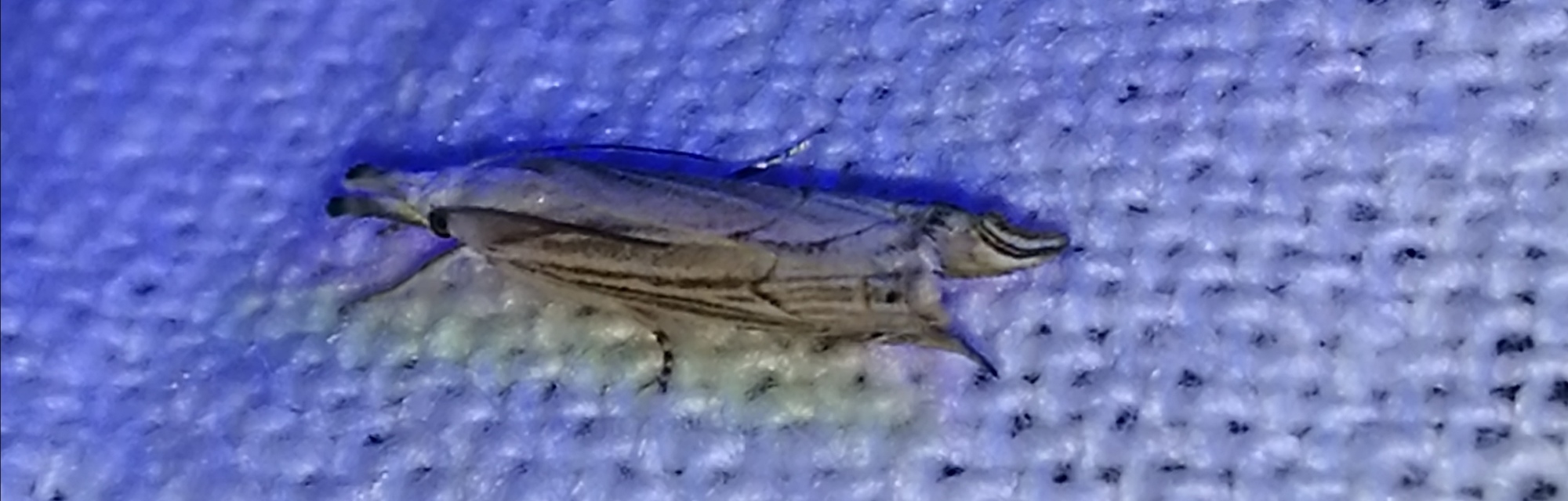 Metacrambus carectellus - homoki fűgyökérmoly