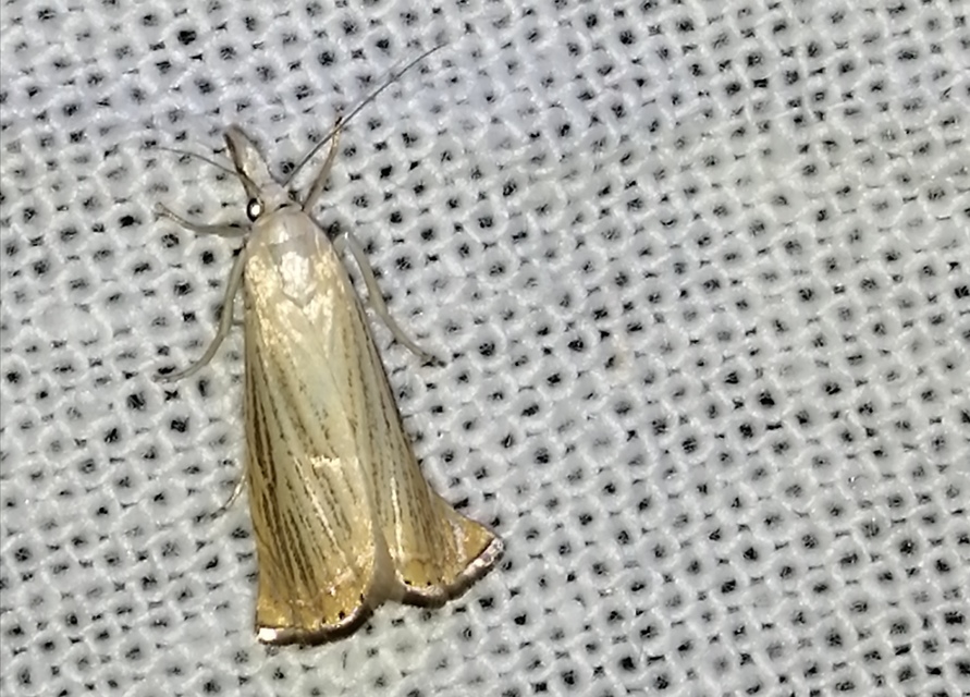 Chrysoteuchia culmella - kerti fűgyökérmoly