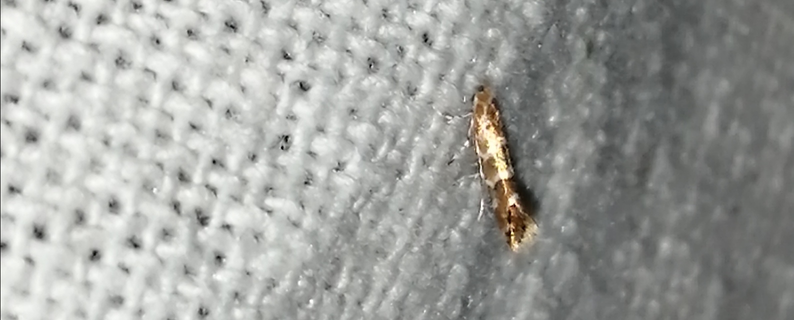 Cameraria ohridella - vadgesztenye-sátorosmoly