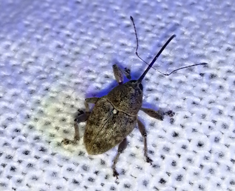 Curculio glandium - tölgymakkzsuzsóka