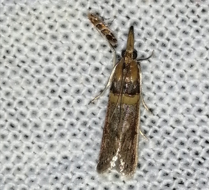 Etiella zinckenella - akácmoly