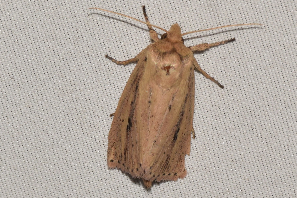 Globia sparganii - nagy nádibagoly