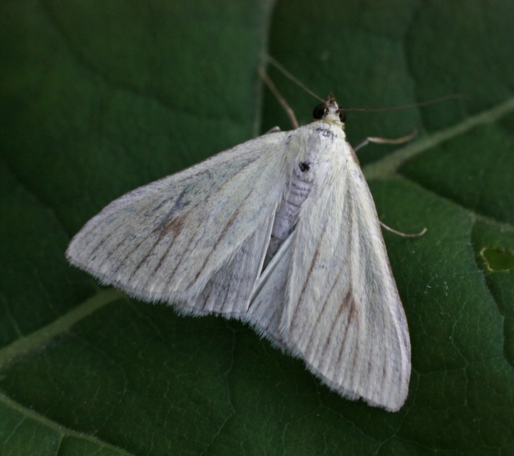 Sitochroa palealis - kénszárnyú dudvamoly