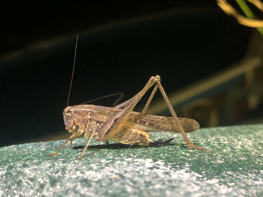 Platycleis grisea - szürke rétiszöcske