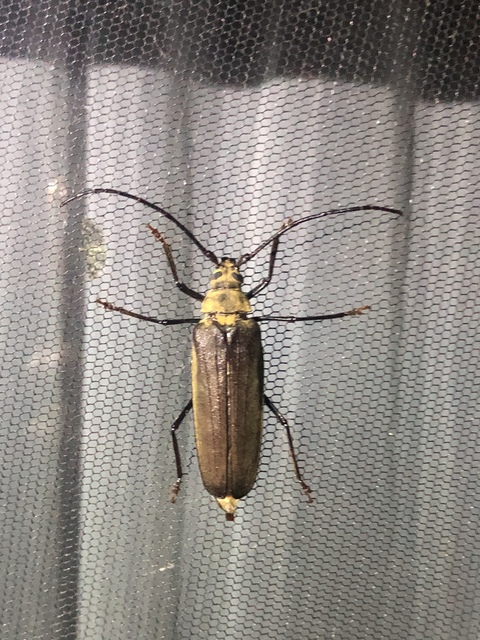 Aegosoma scabricorne - diófacincér