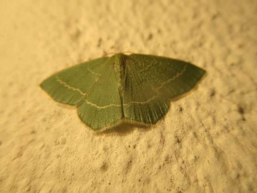 Chlorissa viridata/cloraria