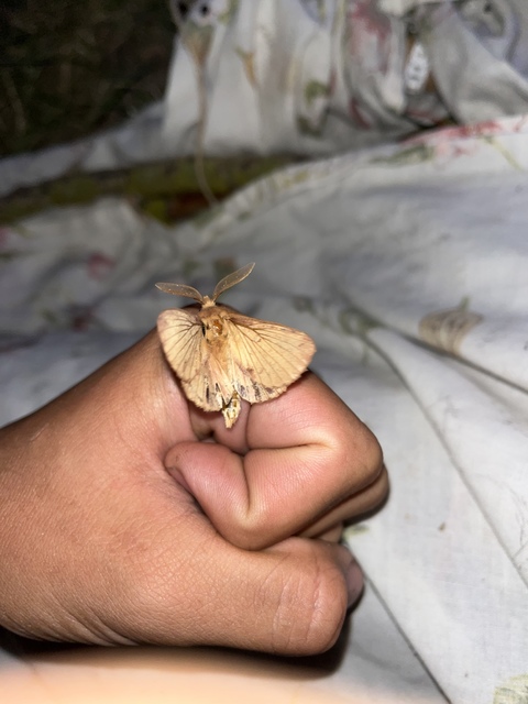 Euthrix potatoria - szomjas pohók