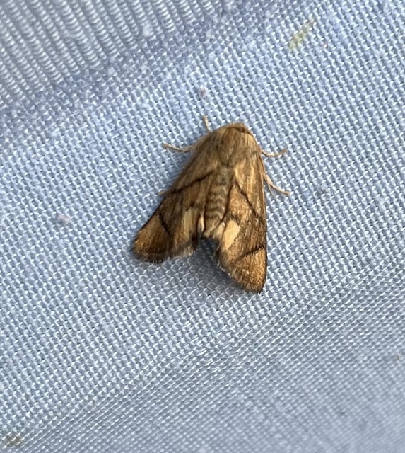 Apoda limacodes - kagylólepke