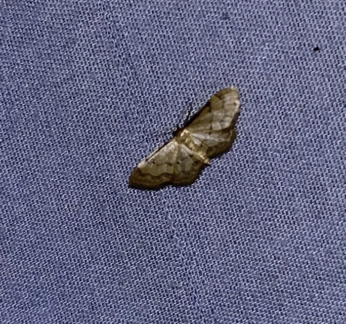 Idaea politaria - vonalas apróaraszoló