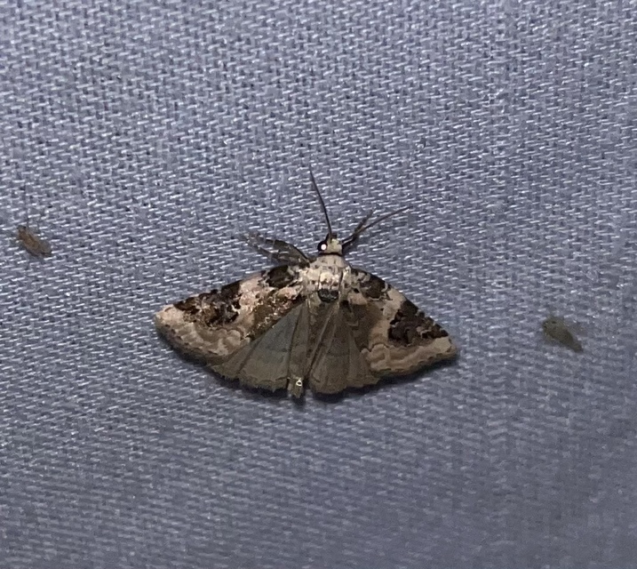 Pseudeustrotia candidula - fehéres apróbagoly