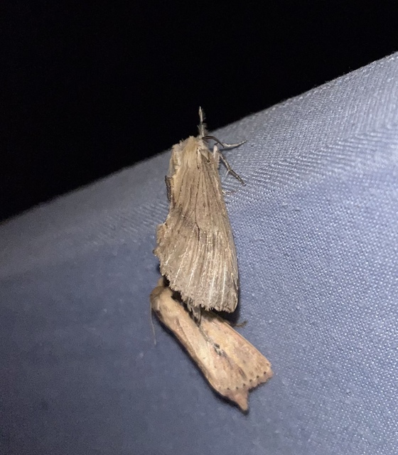 Globia sparganii - nagy nádibagoly