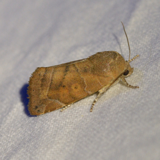 Cosmia affinis - barna lombbagoly