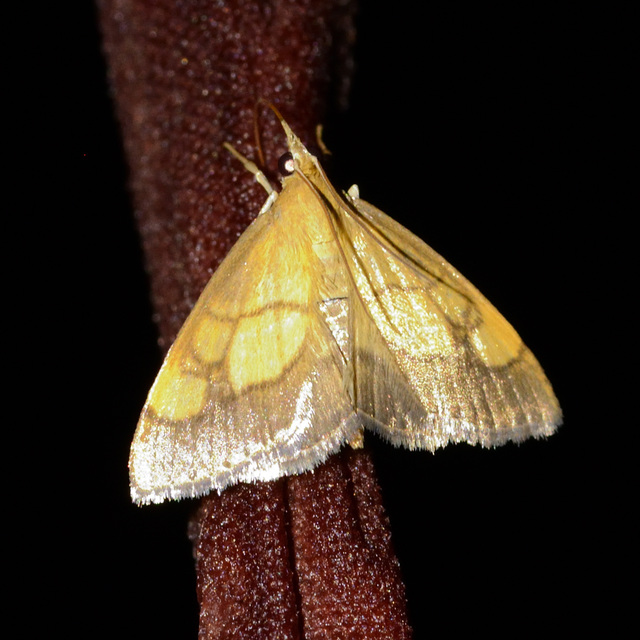 Evergestis limbata - közönséges dudvamoly