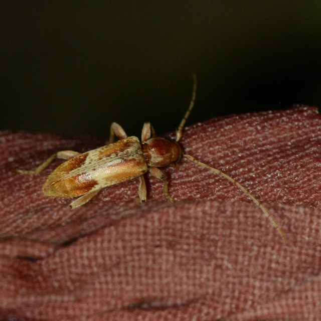 Trichoferus pallidus - sápadt éjicincér