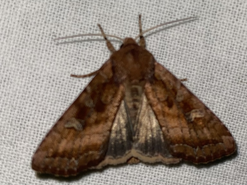 Lacanobia splendens - mocsári kertibagoly