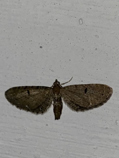 Eupithecia absinthiata - üröm-törpearaszoló