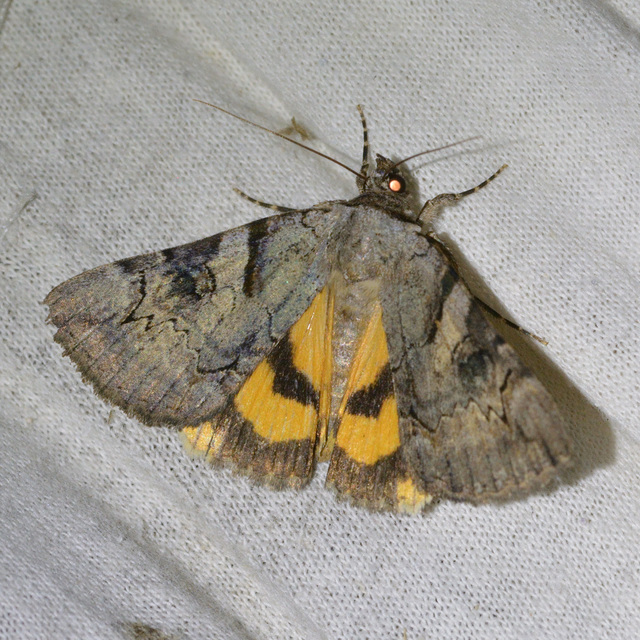 Catocala hymenaea - kökény-övesbagoly
