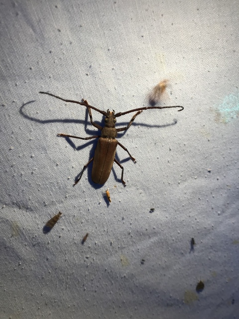 Aegosoma scabricorne - diófacincér