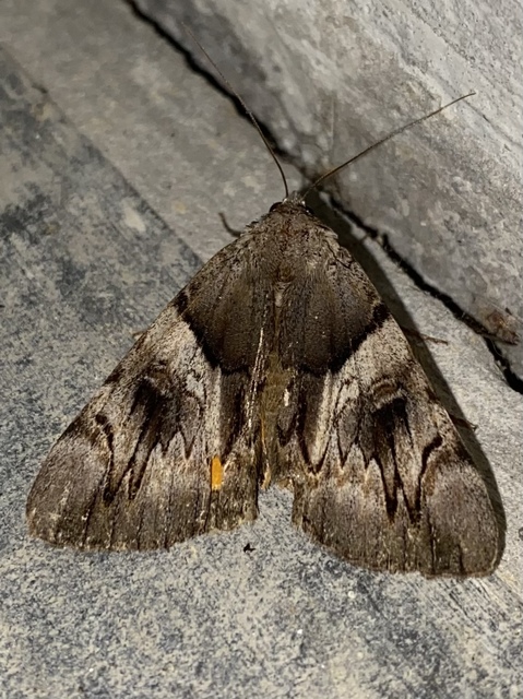 Catocala fulminea - galagonya-övesbagoly