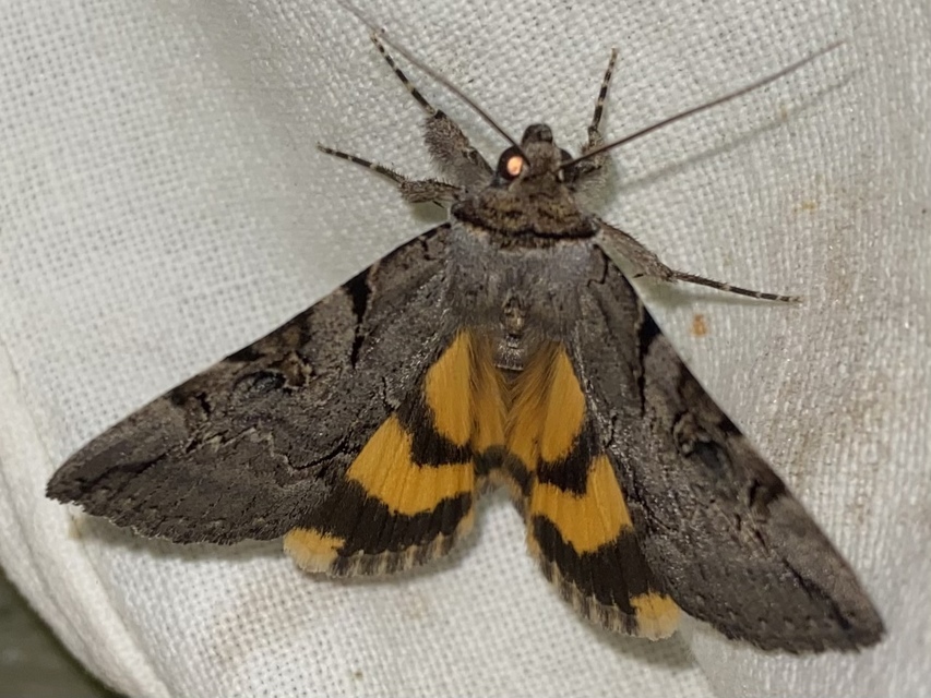 Catocala hymenaea - kökény-övesbagoly