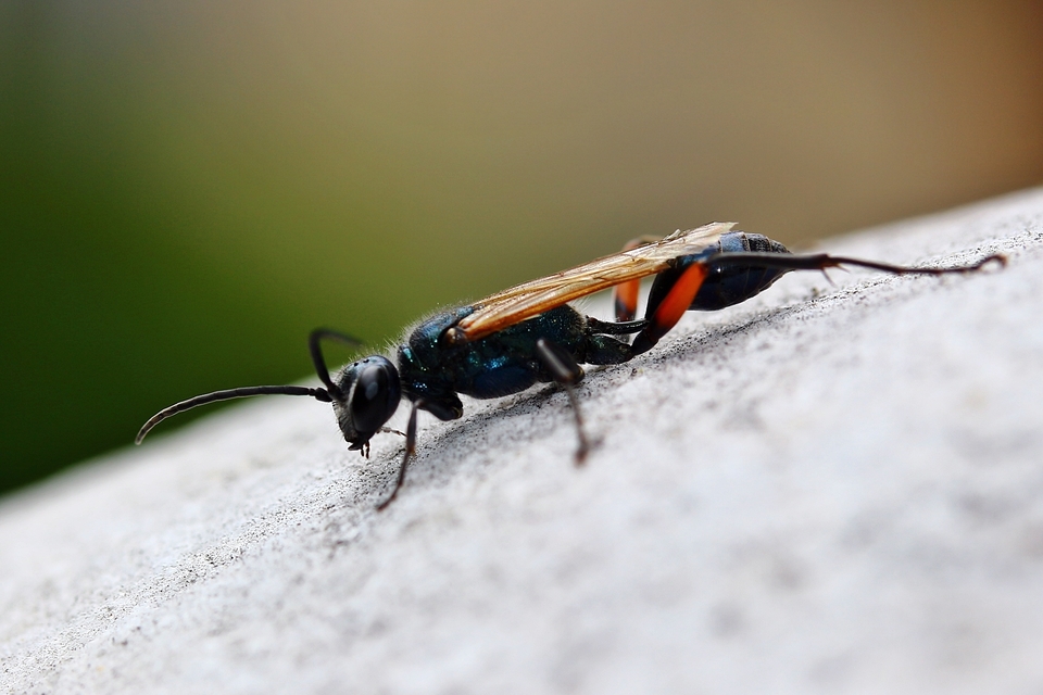 Chalybion femoratum - acélkék lopódarázs