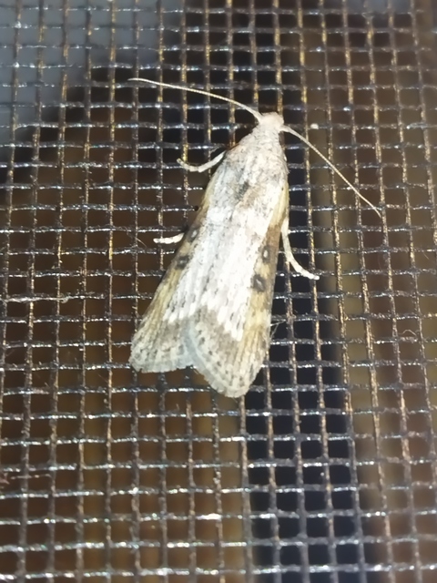Lamoria anella - törmelékmoly