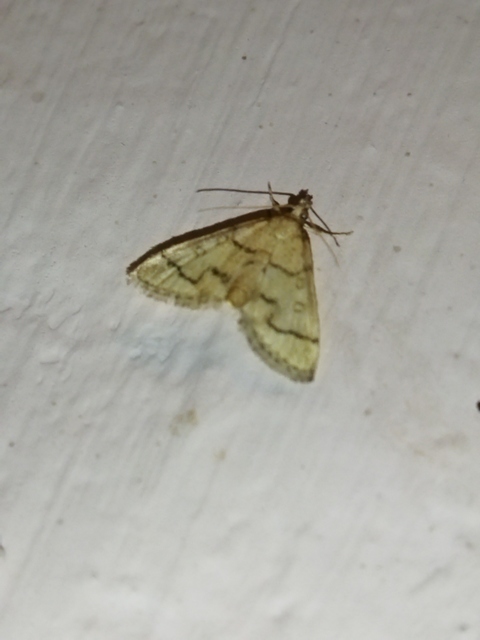 Metasia ophialis - kígyósávos tűzmoly