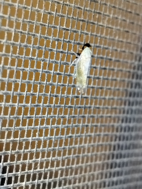 Fieberiella