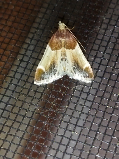 Pyralis farinalis - lisztilonca