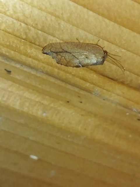Drepanepteryx phalaenoides