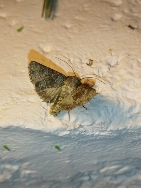 Hecatera dysodea - parajbagoly