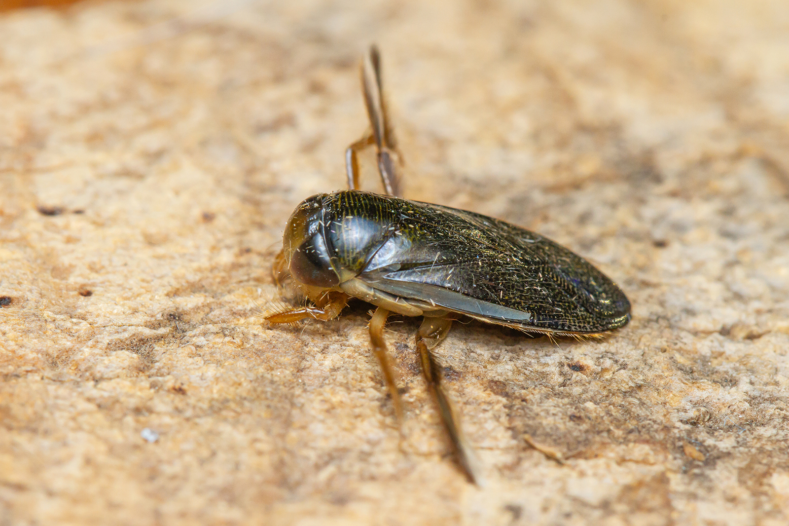Corixa punctata - nagy búvárpoloska