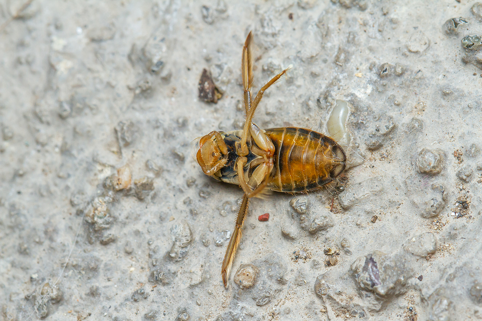 Corixa punctata - nagy búvárpoloska