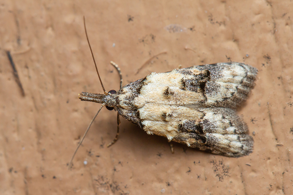 Carposina scirrhosella - közönséges csipkebogyómoly